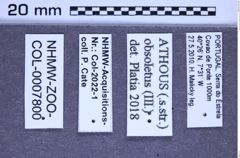Etiketten zu Athous obsoletus (Illiger, 1807) (NHMW-ZOO-COL-0007800)